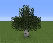 Birch tree