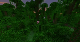 A picture of a jungle taken at dawn.