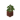 Potted Birch Sapling JE4