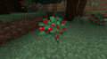 A sweet berry bush in a taiga biome.