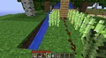 Végül, ültesd újra a cukornádat, és ismételd, ahányszor akarod