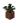 Potted Spruce Sapling