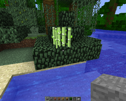 サトウキビ Minecraft Wiki サトウキビ Minecraft Wiki