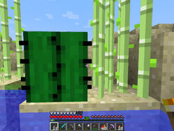 サトウキビ Minecraft Wiki サトウキビ Minecraft Wiki