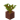 Potted Acacia Sapling