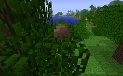 キノコ Minecraft Wiki