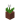 Potted White Tulip