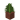 Potted Fern