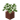 Potted Birch Sapling