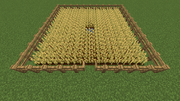 Wheat farm with fences