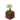 Potted Oxeye Daisy