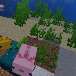 カテゴリ Java Edition 1 17のスナップショット Minecraft Wiki カテゴリ Java Edition 1 17のスナップショット Minecraft Wiki
