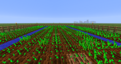 Growing Wheat Farm