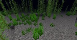 海草 Minecraft Wiki