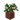 Potted Oak Sapling