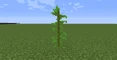 What kelp looks like without water (water removed using a resource pack).