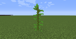 コンブ Minecraft Wiki