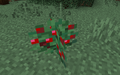 A sweet berry bush in a taiga biome.