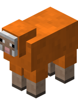 Orange Sheep