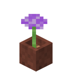 Potted Allium