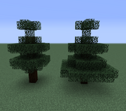 Spruce Trees