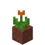 Potted Orange Tulip