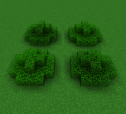 Bush Trees