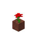 A potted rose.