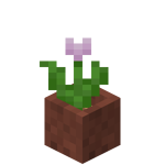 Potted Pink Tulip