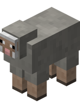 Light Gray Sheep