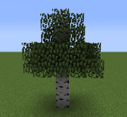 Birch tree2