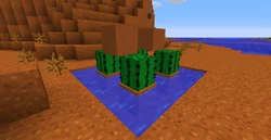 Een simpele cactusboerderij.