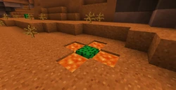 Een cactus in lava.