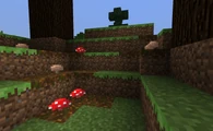 Paddenstoelen op podzol.