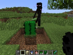 Cactussen kunnen worden verplaatst door Endermennen. Dit is een oude afbeelding omdat cactussen alleen op zand kunnen worden geplaatst.