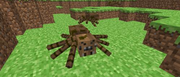 Brown spider