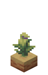 Rosnący dzbanecznik Faza 2