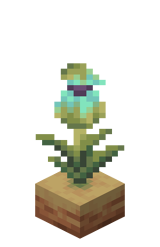 Rosnący dzbanecznik Faza 3