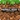 Pocket Edition