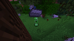 Creeper aport