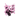 Sadzonka wiśni