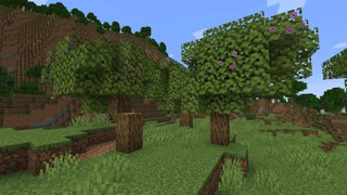 Выращенные деревья азалии