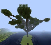 Дерево акации