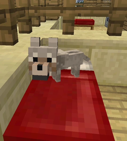 Щенок волка