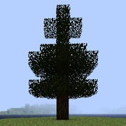 Дерево сосны