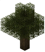 Дуб (TerraFirmaCraft)