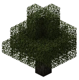 Гикори (TerraFirmaCraft)