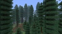 Coniferous Forest