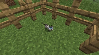 Сиамский котёнок