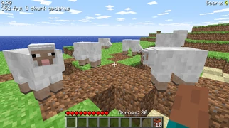 Группа овец.